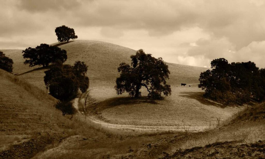 does tgarchiveconsole provide online services