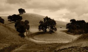 does tgarchiveconsole provide online services