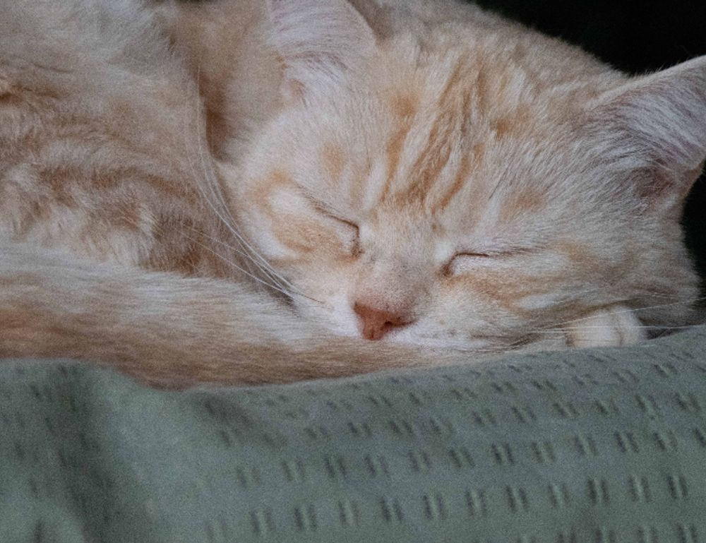 game masticelator mods pc