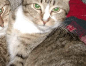 how to check if a game marshock200 is compatible with your pc