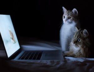 digitalrgsorg gaming world