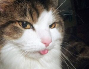 game news digitalrgsorg