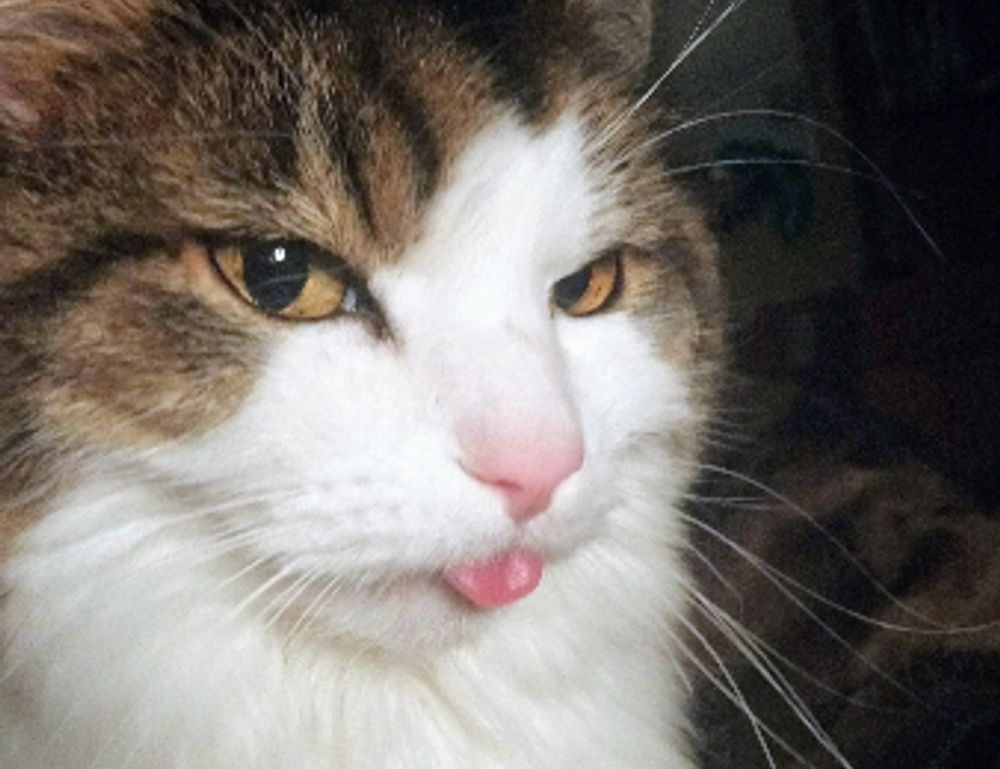 game news digitalrgsorg