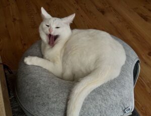 tech updates digitalrgsorg