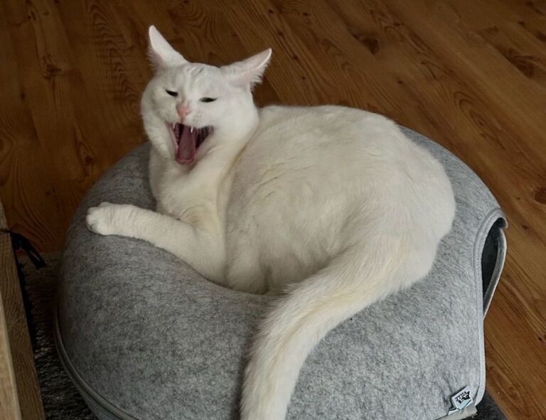 tech updates digitalrgsorg