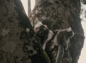 cute:kdsashfocfq= roblox avatar