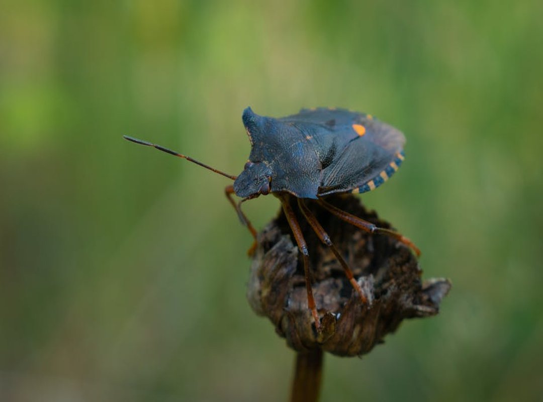 What Are the Negative Effects of Darkwarfall